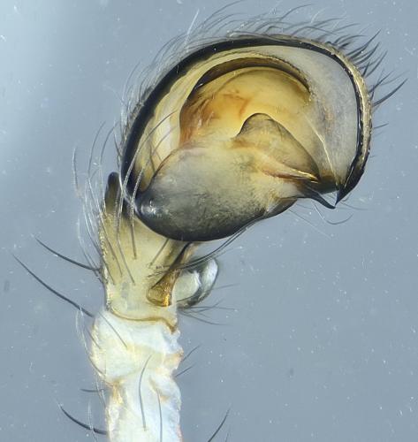 Réf. 267 639 : Cryphoeca silvicola